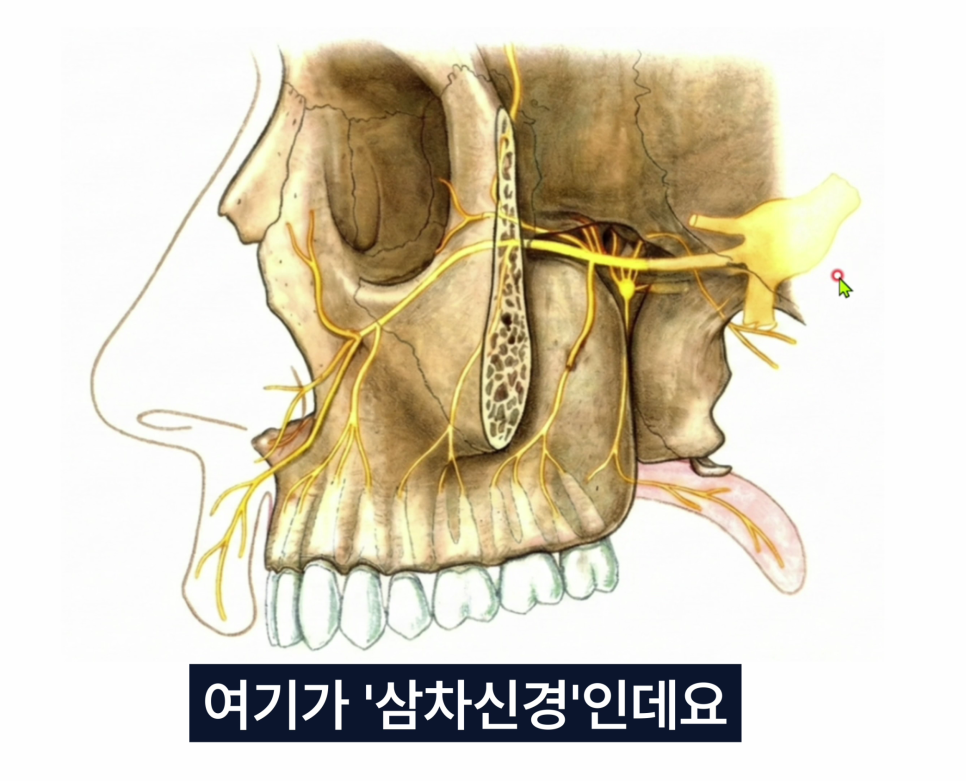 얼굴 부위의 삼차신경과 그 가지들을 보여주는 해부학적 일러스트