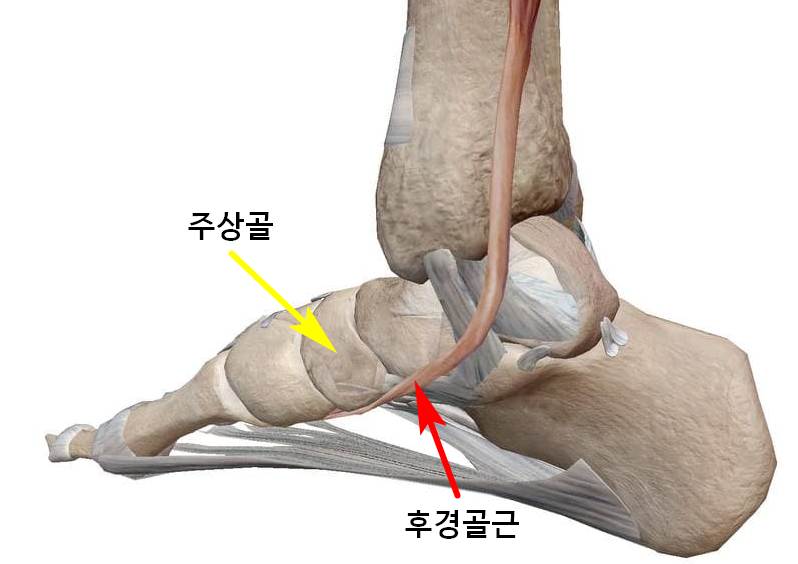 발의 주상골과 후경골근을 보여주는 해부학적 그림 — 서울 바로한의원 초음파 약침·도침
