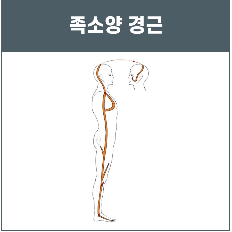 인체 측면을 따라 머리부터 발끝까지 이어지는 족소양 경근의 경로를 나타낸 그림.