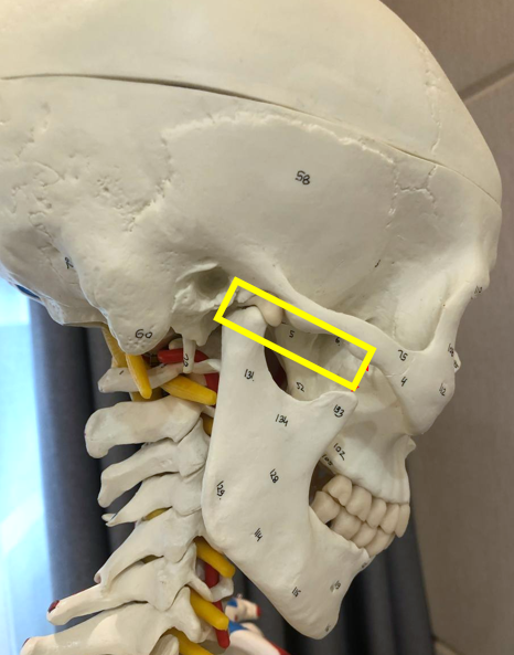 측면에서 본 인체 두개골 모형으로, 턱관절 부위가 노란색 사각형으로 표시되어 있다.