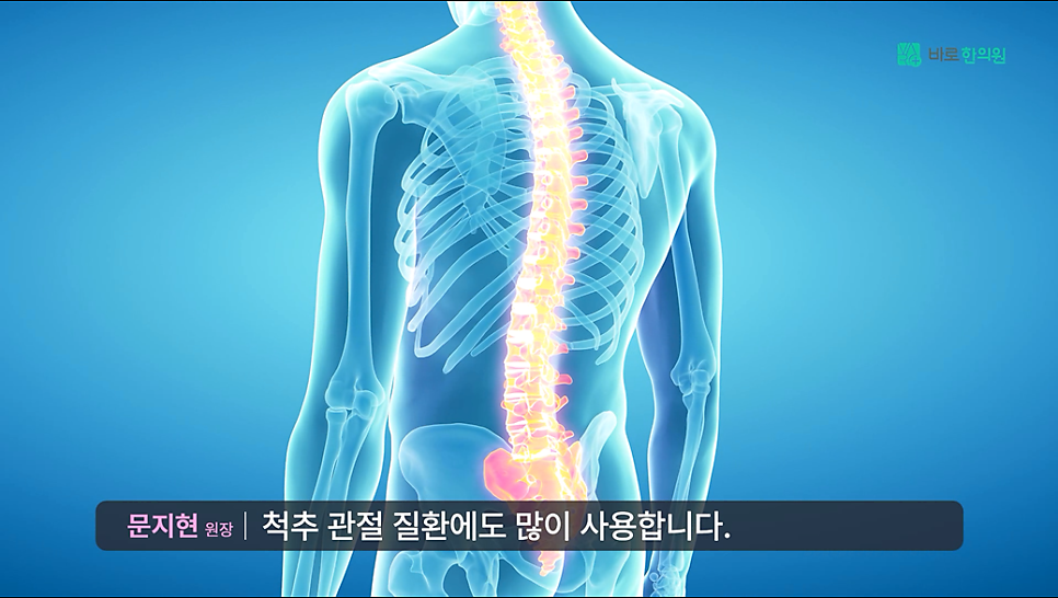 뒤에서 본 인체 척추와 골반 부위가 강조된 3D 해부학 이미지