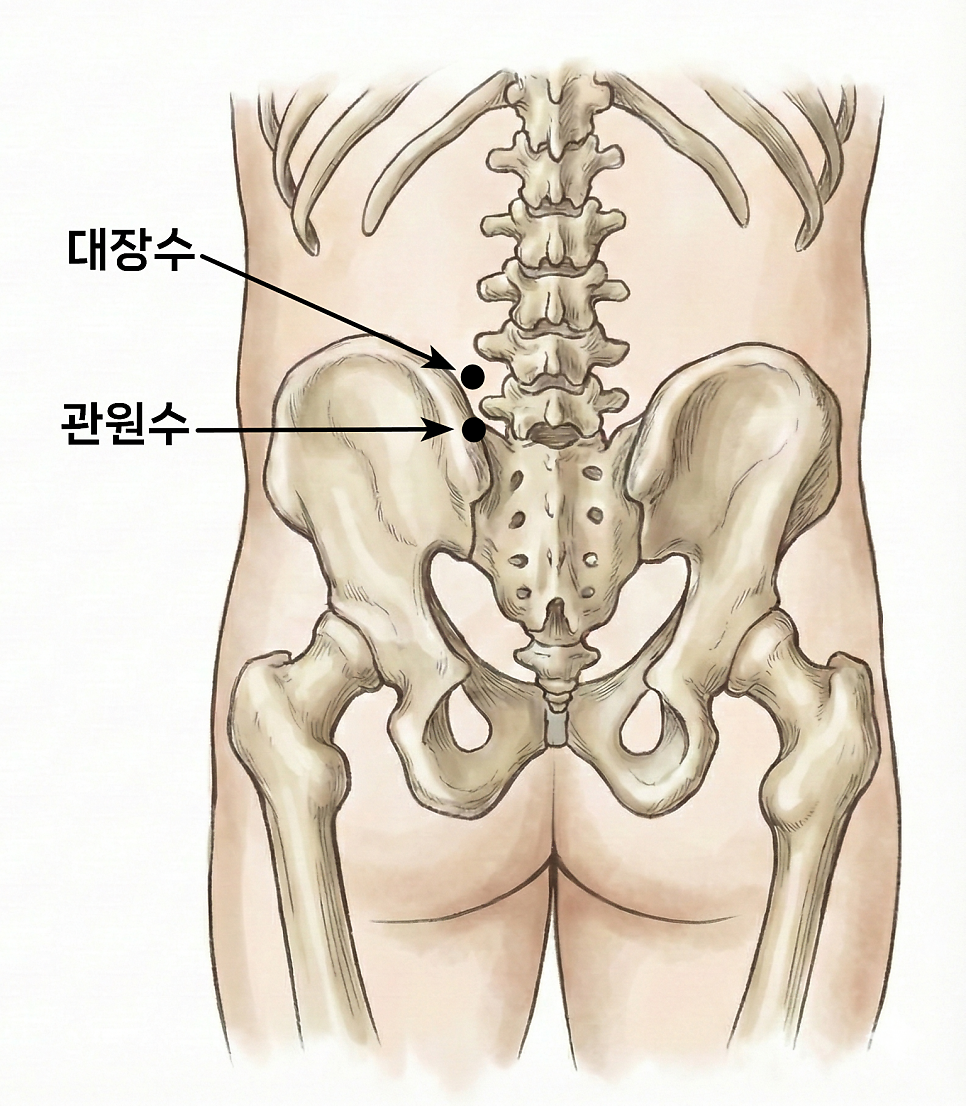 인체 하부 척추와 골반뼈를 후면에서 본 그림으로, 대장수와 관원수 혈자리가 표시되어 있습니다.