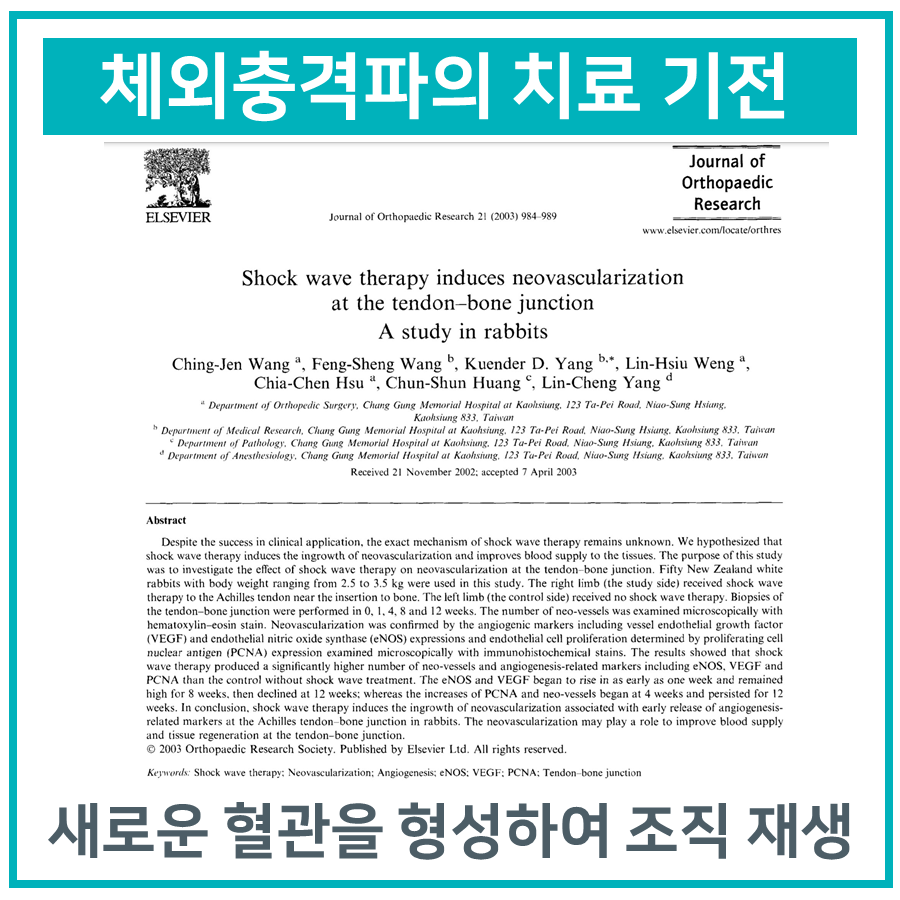 체외충격파 치료가 힘줄-뼈 접합부에서 신생혈관 형성을 유도하여 조직 재생을 돕는다는 연구 논문 이미지 — 초음파 약침·도침 임상 논문 | 서울 바로한의원