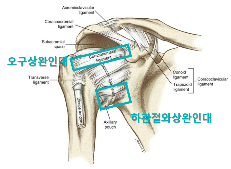 어깨 관절의 오구상완인대와 하관절와상완인대를 표시한 해부학적 그림