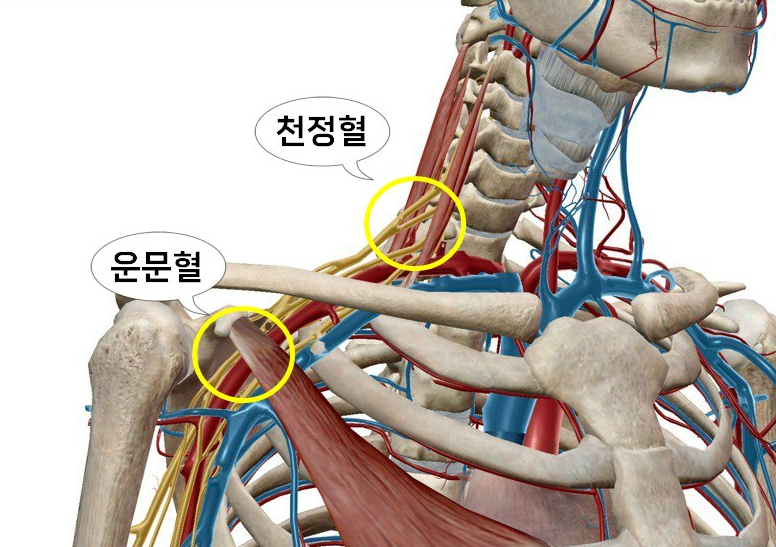 목과 어깨 부위의 신경, 혈관, 근육, 뼈를 보여주는 3D 해부학 그림으로, 천정혈과 운문혈이 노란색 원으로 표시되어 있습니다.
