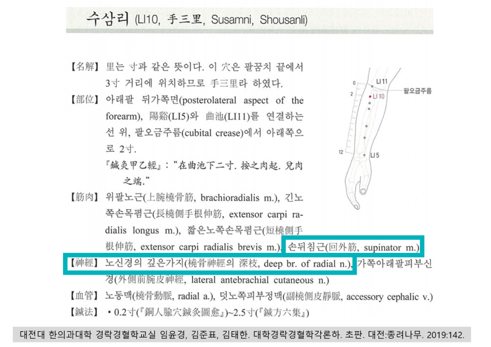 팔에 있는 수삼리(LI10) 혈자리의 위치를 보여주는 그림과 해부학적 설명