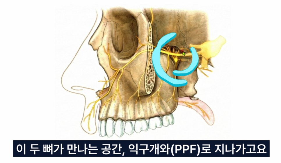 얼굴 뼈와 삼차신경의 분포를 보여주는 해부학적 일러스트로, 특정 신경 부위가 파란색으로 강조되어 있다.