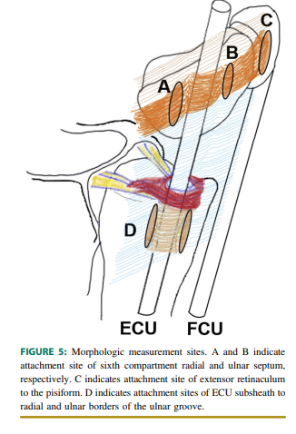손목 척측수근신근(ECU)과 척측수근굴근(FCU) 주변의 해부학적 구조와 측정 지점을 나타내는 삽화.